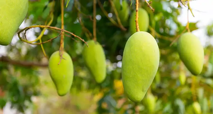 Why Pakistani Mangoes Are in High Demand Worldwide