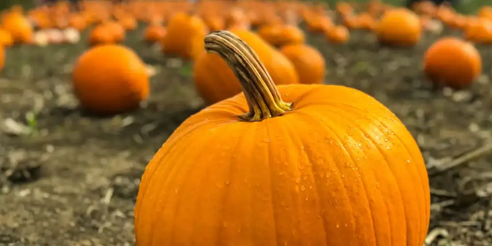 Pumpkin